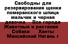 Свободны для резервирования щенки померанского шпица мальчик и черная девочка  - Все города Животные и растения » Собаки   . Ханты-Мансийский,Нягань г.